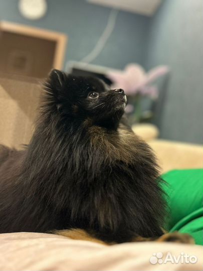 Немецкий шпиц вязка