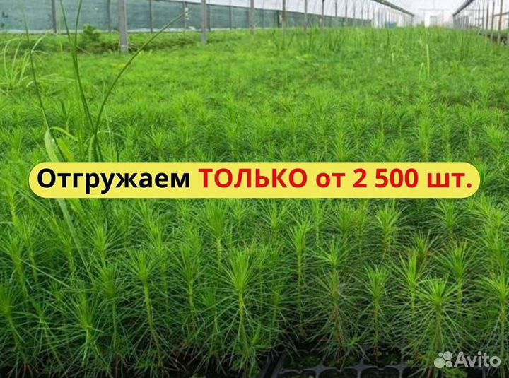 Сеянцы сосны окс от производителя