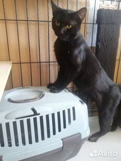 Шикарный чёрный кот в добрые руки