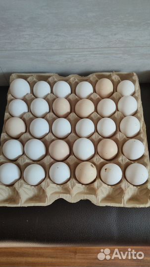 Инкубационное яйцо смешанных пород