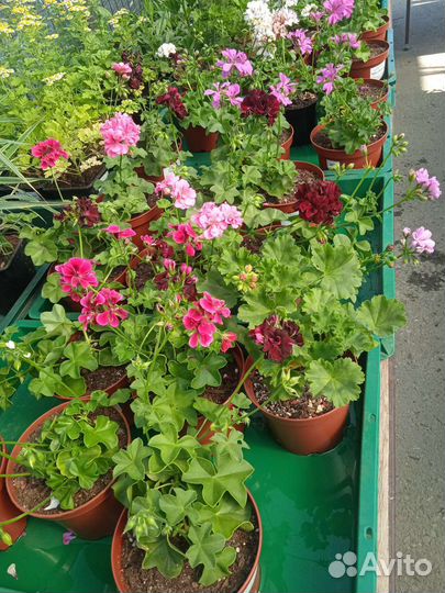 Пеларгония герань плющелистная