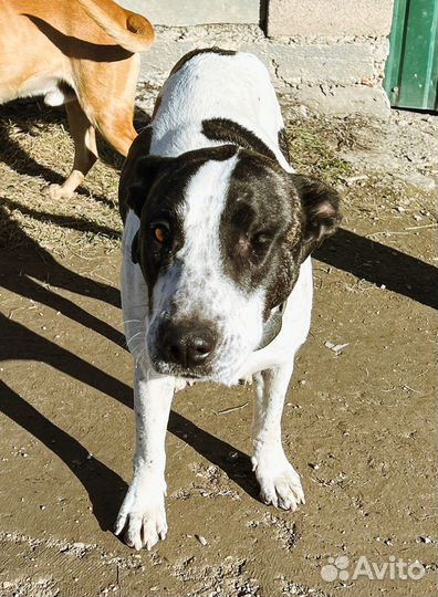 Метис стаффа