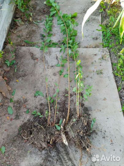 Спирея, обмен на корни пионов