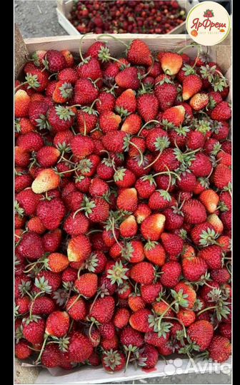 Клубника свежая ящик