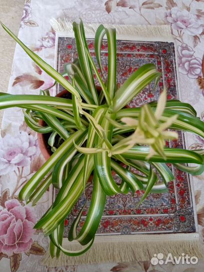 Хлорофитум кудрявый