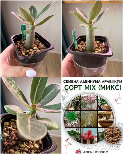 Адениум тучный саженцы