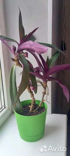 Традесканция рео