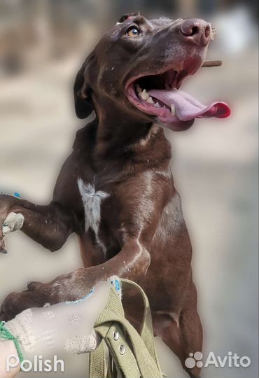 Луна,метис курцхаара