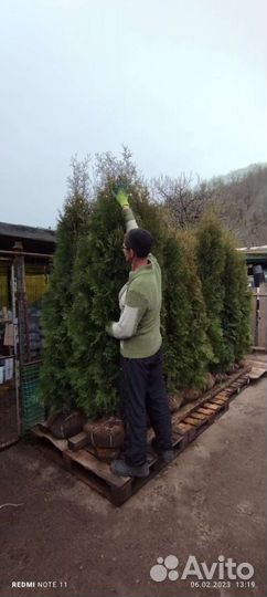 Туя колумна