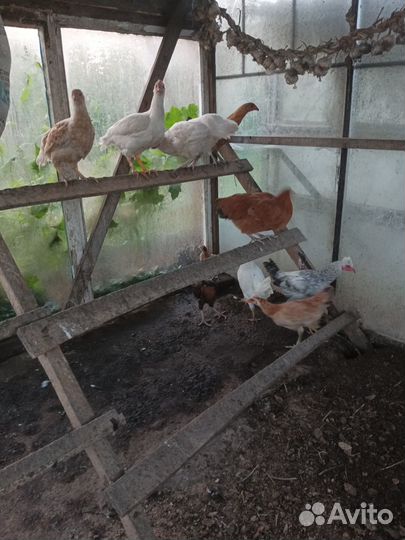 Куры петухи молодки