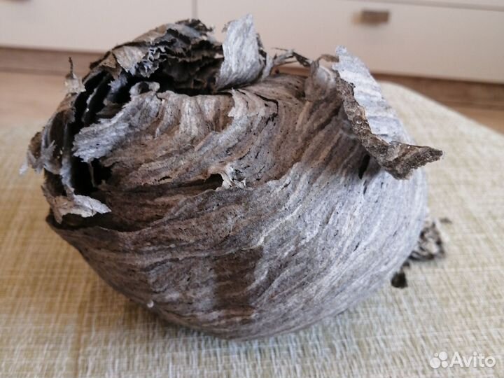 Гнездо осиное природный материал