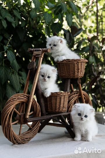 Шотландские котята