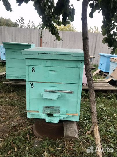 Пчелы с ульями