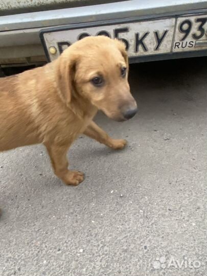Щенок в добрые руки