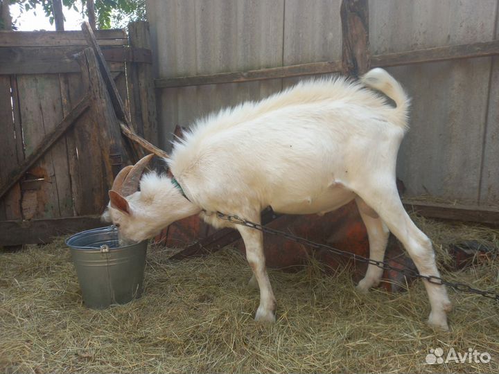 Козел зааненский