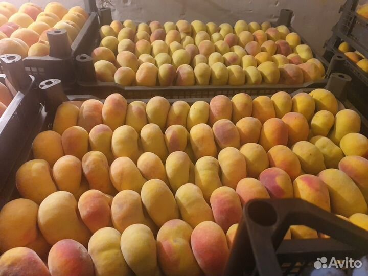 Персик инжир плоский Армения