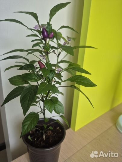 Перец декоративный