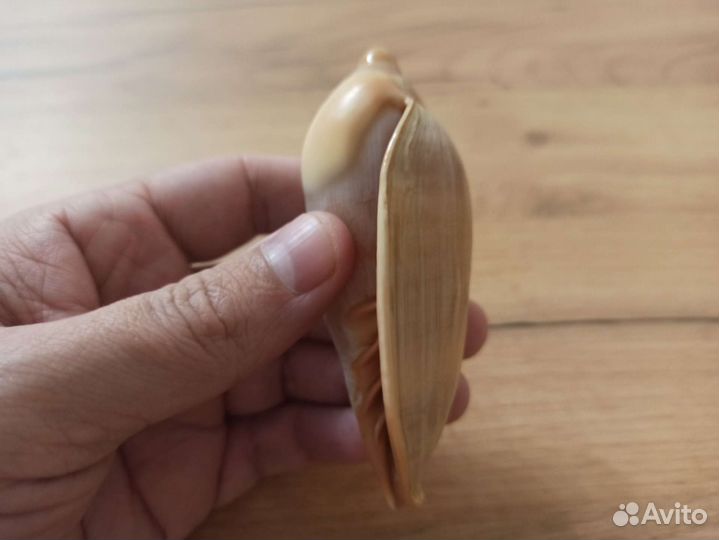 Морская раковина