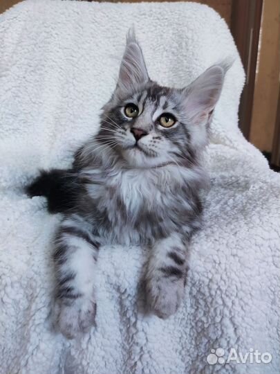 Девочка мейн-кун