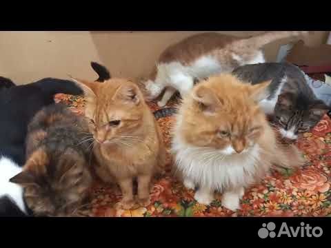 Кошки приюта объявление продам