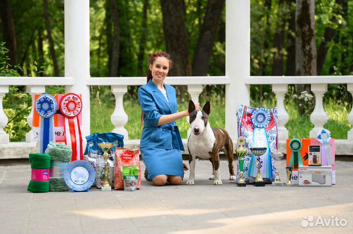 Профессиональный хендлер