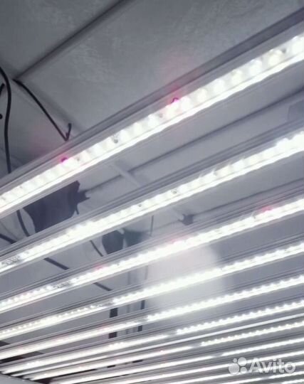 Big cock design Flasher 600w iruvs