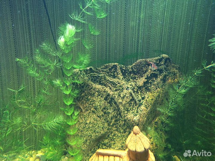 Аквариум 680 литров (был морской)