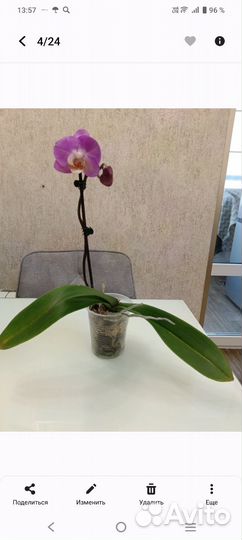 Phal.Jiuhbao Angel (Peloric 3- lips)