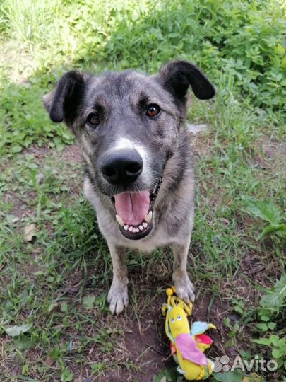 Собака в добрые руки отдам бесплатно