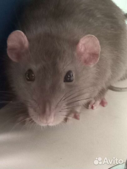 Крыса Дамбо на вязку