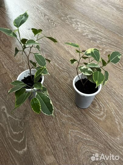 Фикус бенджамина