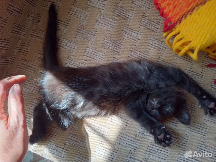 Кошка в дар