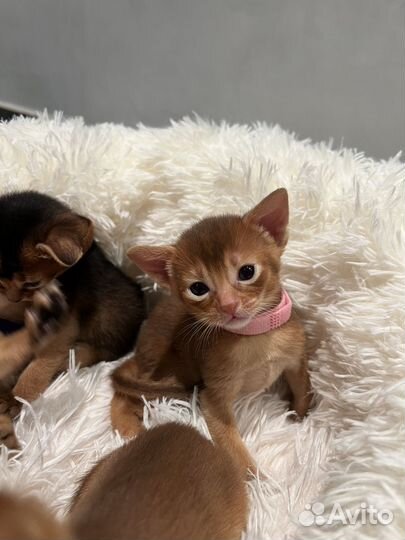 Абиссинские котята с документами