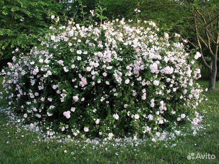 Роза плетистая New Dawn