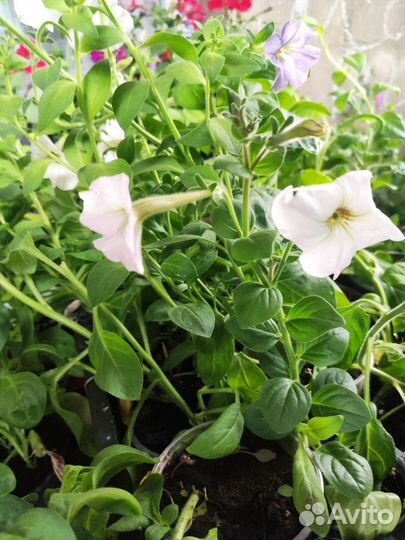 Петуния кустовая