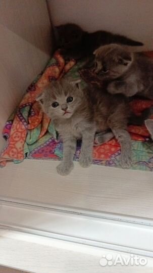 Шотландские котята