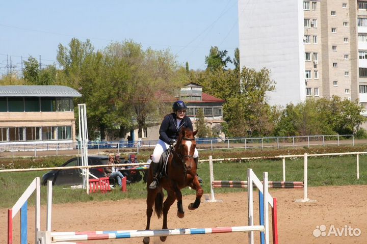Лошадь