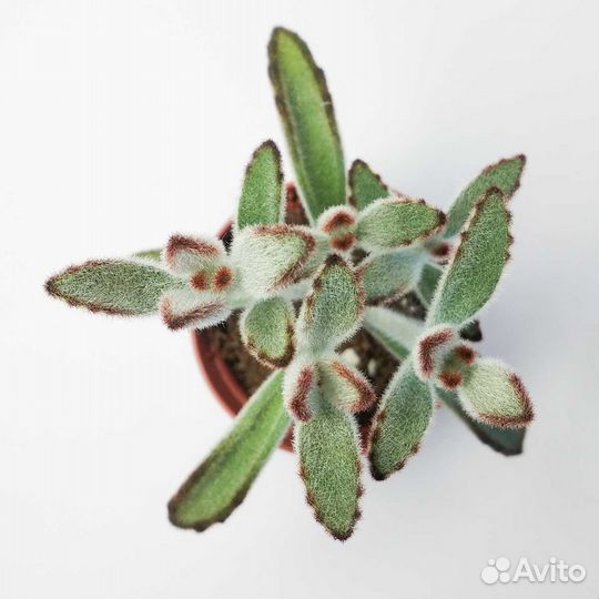 Каланхоэ Войлочное