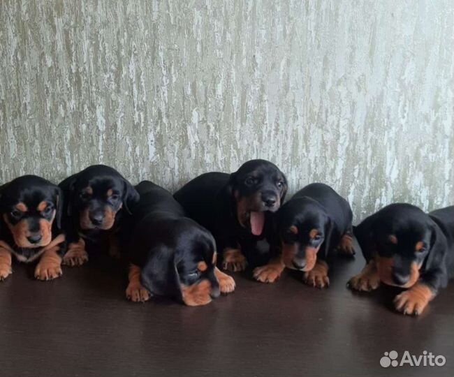 Кроличья такса