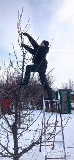 Обрезка плодовых деревьев, кустарников, винограда