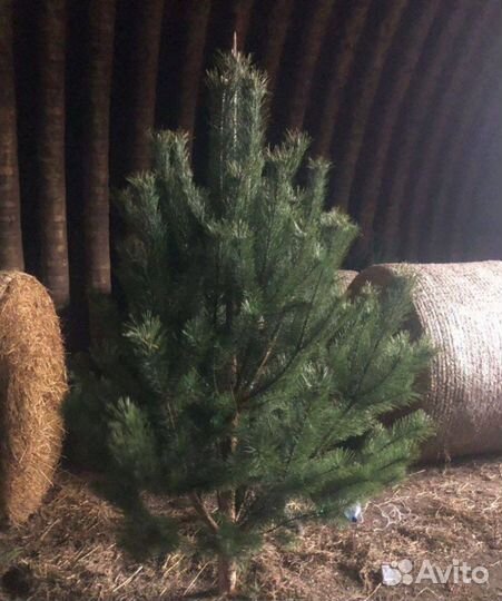 Ель малый опт