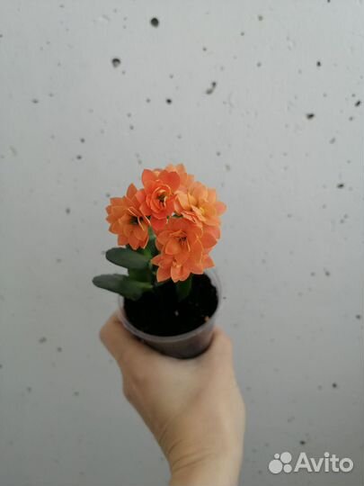 Каланхое цветущее