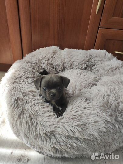 Щенки чихуахуа