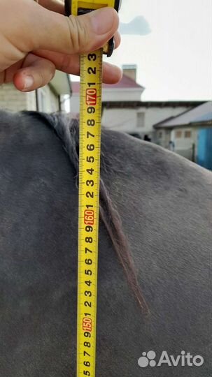 Орловский рысак кобыла