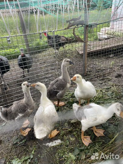 Холмогорские гусята