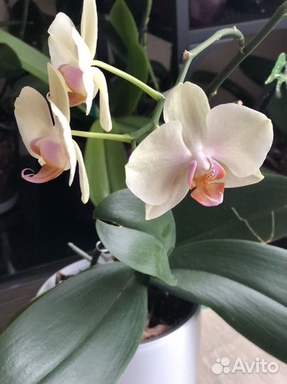 Орхидея фаленопсис
