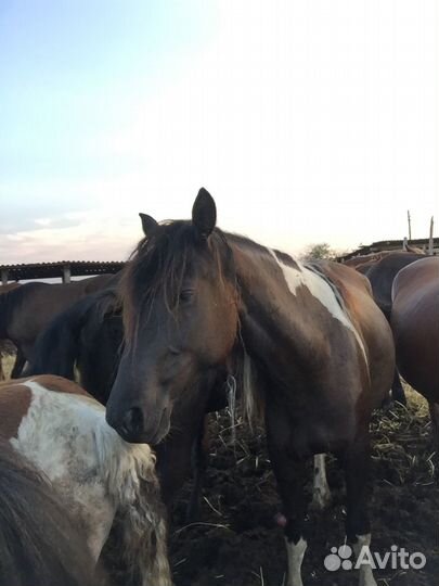 Орловский рысак