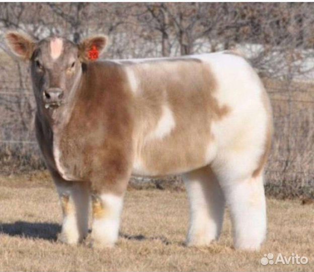 Б телки бычки разных пород