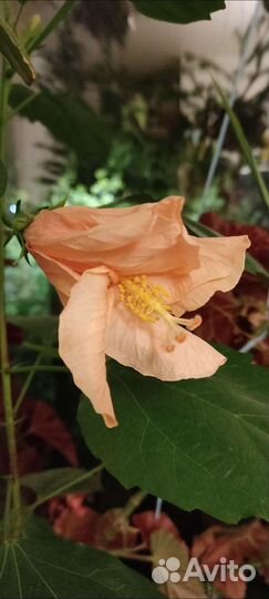 Цветок Гибискуса черенок свежесрезанный