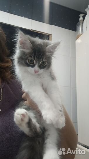 Котик бесплатно